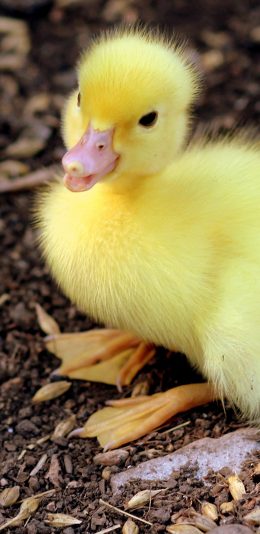 [2436x1125]家禽 小黄鸭 毛茸茸 可爱 苹果手机壁纸图片
