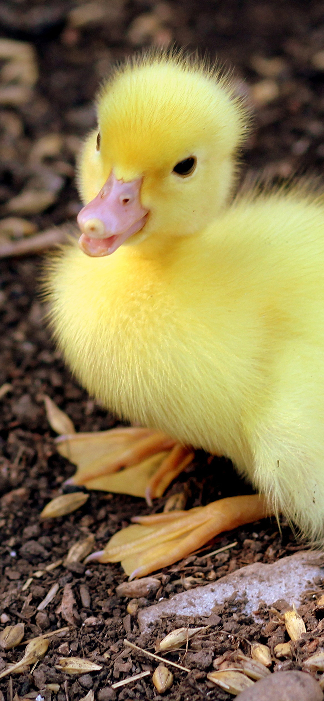 [2436×1125]家禽 小黄鸭 毛茸茸 可爱 苹果手机壁纸图片