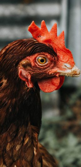 [2436x1125]家禽 母鸡 红色鸡冠 苹果手机壁纸图片