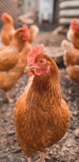 [2436x1125]家禽 牲畜 公鸡 饲养 苹果手机壁纸图片