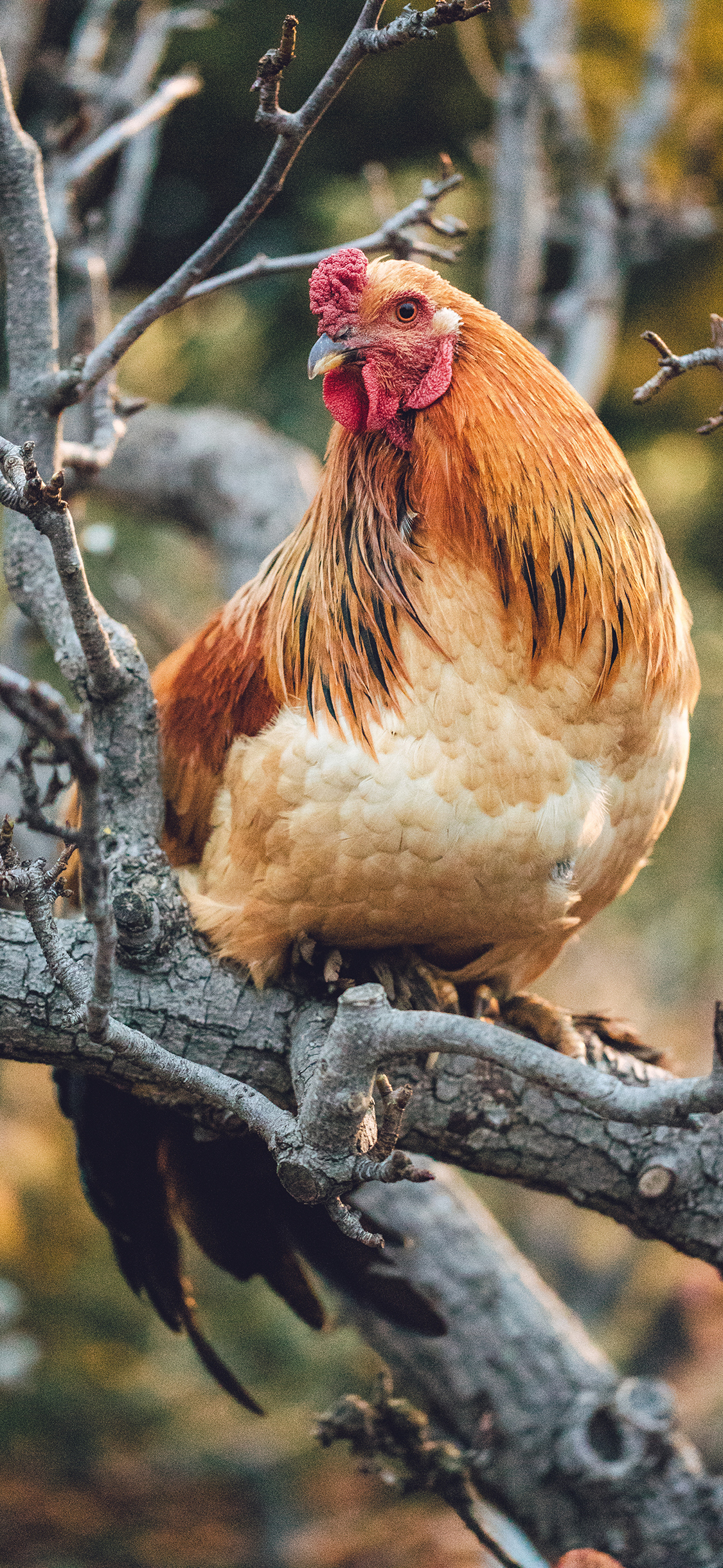 [2436×1125]家禽 禽类 母鸡 羽毛 苹果手机壁纸图片