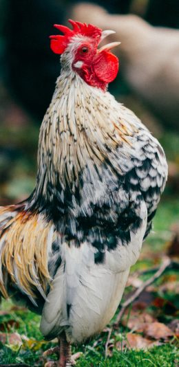 [2436x1125]家禽 草地 走地鸡 公鸡 苹果手机壁纸图片