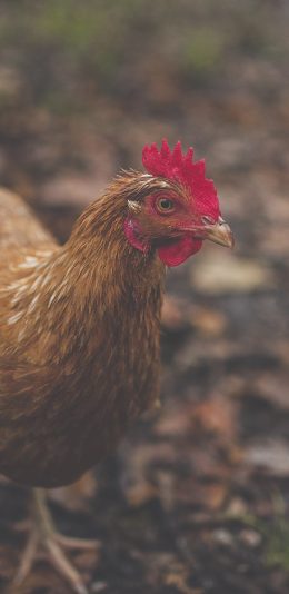 [2436x1125]家禽 食材 母鸡 鸡冠 苹果手机壁纸图片