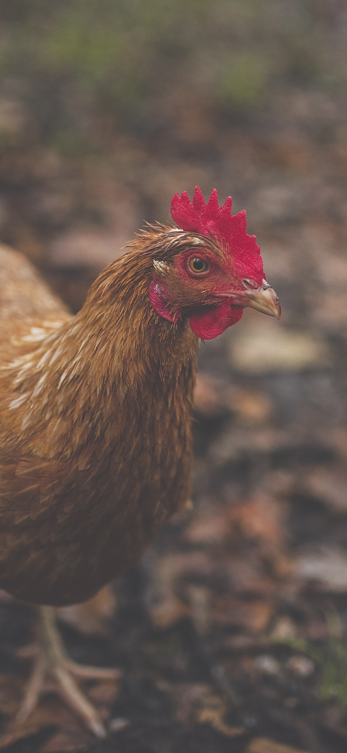 [2436×1125]家禽 食材 母鸡 鸡冠 苹果手机壁纸图片