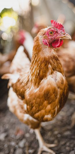 [2436x1125]家禽 食材 鸡 羽毛 苹果手机壁纸图片