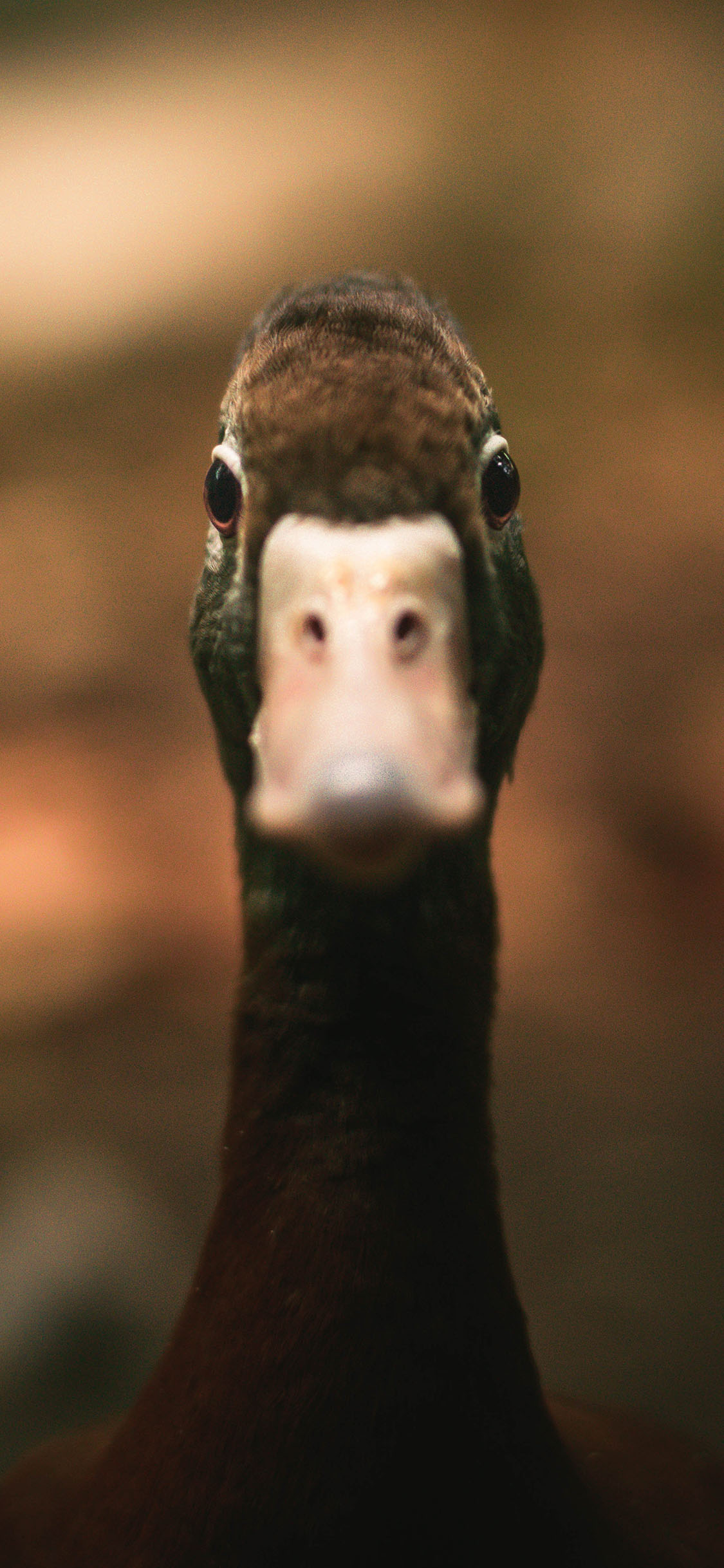 [2436×1125]家禽 鸭子 大嘴巴 呆萌 苹果手机壁纸图片