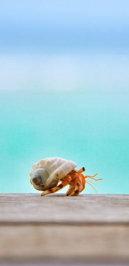 [2436x1125]寄居蟹 贝壳 爬行  寄生 苹果手机壁纸图片