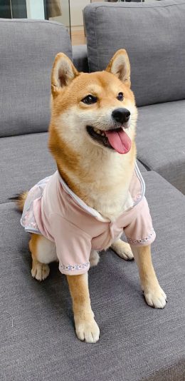 [2436x1125]小H 狗 犬 汪星人 宠物 苹果手机壁纸图片