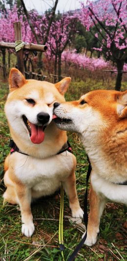 [2436x1125]小O 小H 狗 犬 汪星人 宠物 草坪 苹果手机壁纸图片