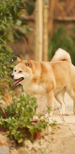 [2436x1125]小O 狗 犬 向往的生活 宠物 可爱 苹果手机壁纸图片
