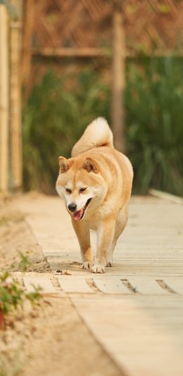 [2436x1125]小O 狗 犬 汪星人 向往的生活 宠物 苹果手机壁纸图片