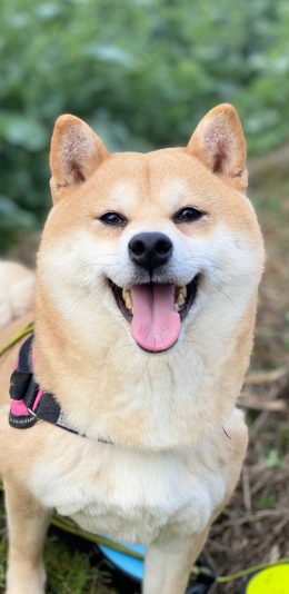 [2436x1125]小O 狗 犬 汪星人 宠物 草坪 苹果手机壁纸图片