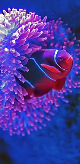 [2436x1125]小丑鱼 珊瑚虫 色彩 海底 苹果手机壁纸图片