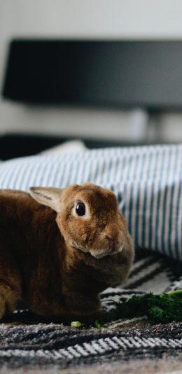 [2436x1125]小兔子 宠物 可爱 棕毛 苹果手机壁纸图片