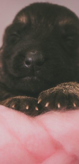 [2436x1125]小奶狗 宠物 幼犬 黑色 苹果手机壁纸图片