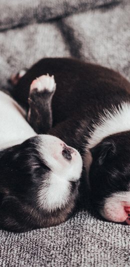 [2436x1125]小奶狗 幼仔 狗仔 可爱 苹果手机壁纸图片