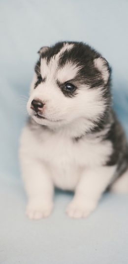 [2436x1125]小奶狗 汪星人 可爱 萌 宠物 苹果手机壁纸图片