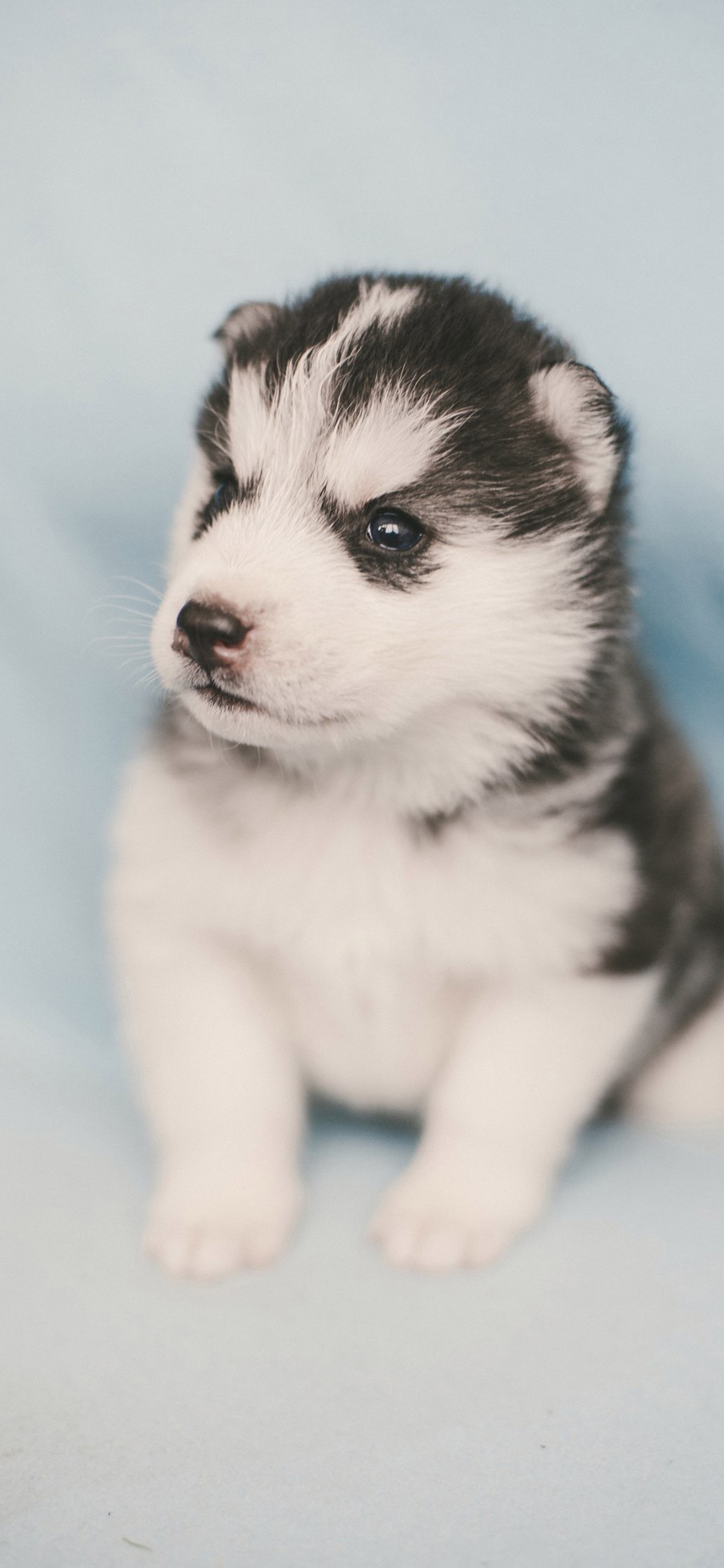 [2436×1125]小奶狗 汪星人 可爱 萌 宠物 苹果手机壁纸图片