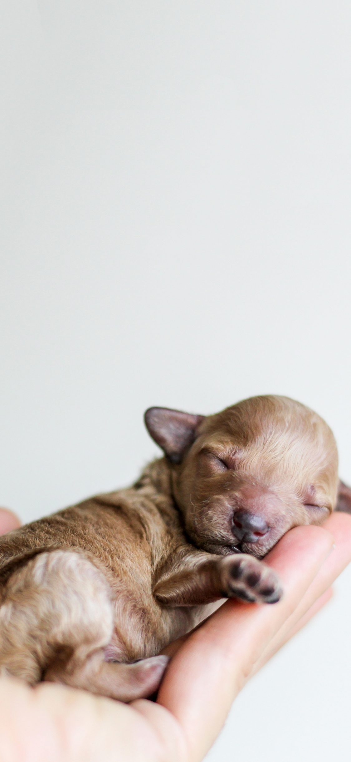 [2436×1125]小奶狗 汪星人 可爱 萌 幼崽 手 宠物 苹果手机壁纸图片