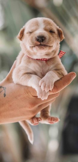 [2436x1125]小奶狗 汪星人 宠物 可爱 苹果手机壁纸图片