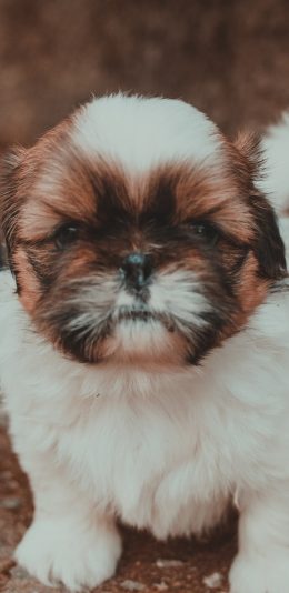 [2436x1125]小奶狗 蝴蝶犬 汪星人 宠物 苹果手机壁纸图片