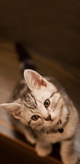 [2436x1125]小奶猫 喵星人 可爱 苹果手机壁纸图片