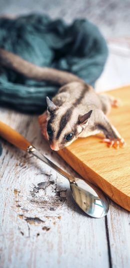 [2436x1125]小宠物 蜜袋鼯 特写 会飞 苹果手机壁纸图片