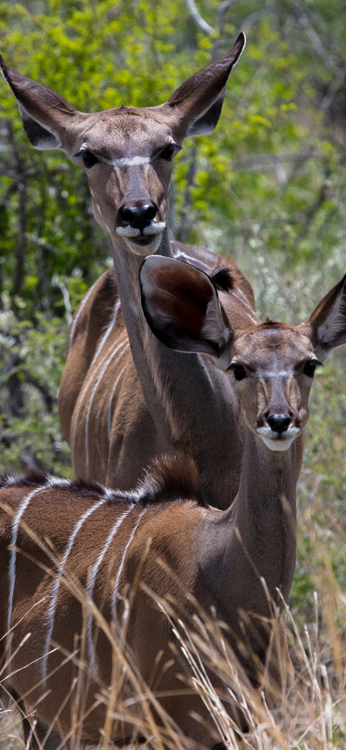 [2436×1125]小旋角羚 耳朵 羚羊 野外 苹果手机壁纸图片