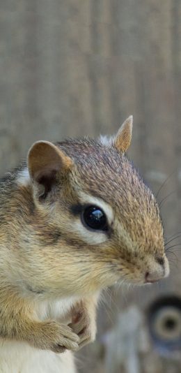 [2436x1125]小松鼠 野生 呆萌 食松果 苹果手机壁纸图片
