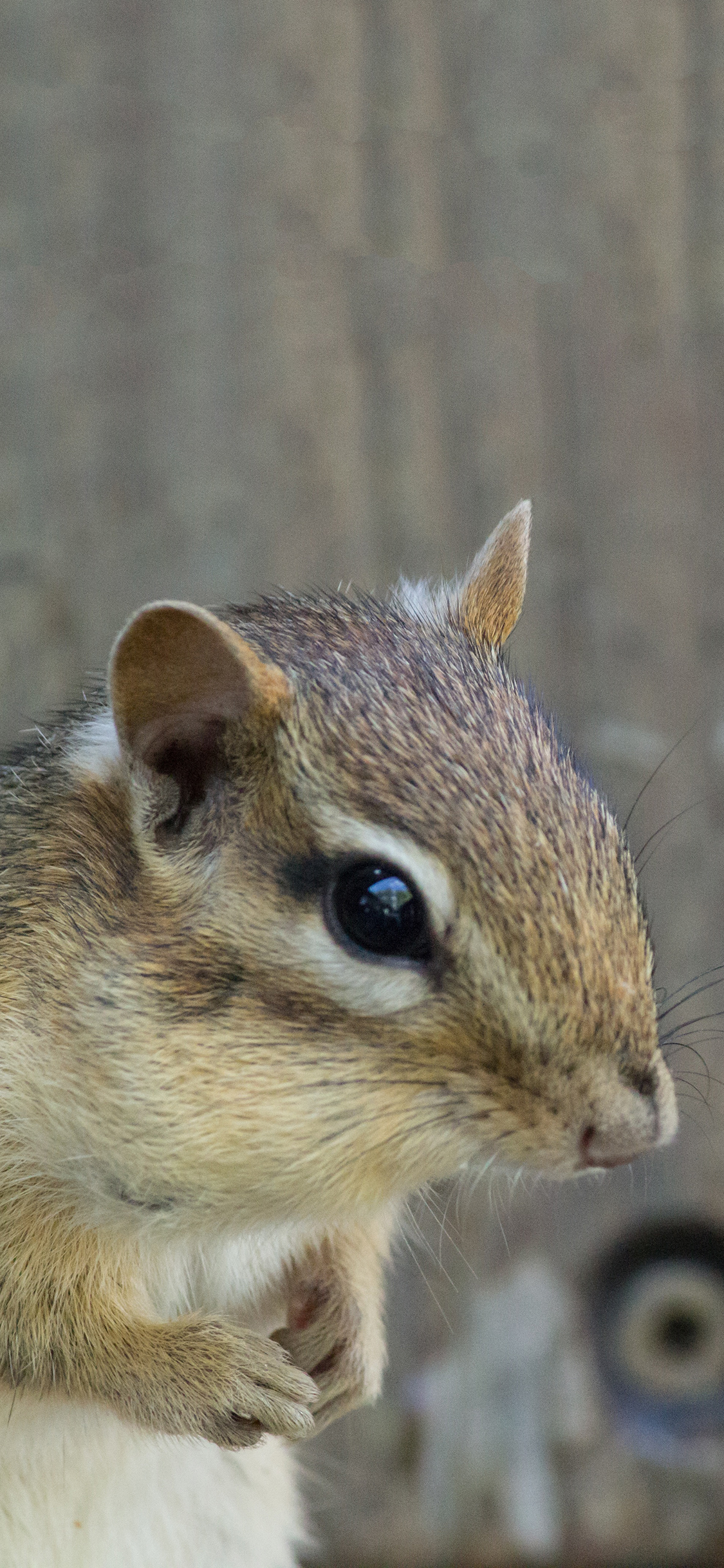 [2436×1125]小松鼠 野生 呆萌 食松果 苹果手机壁纸图片