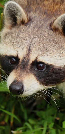 [2436x1125]小浣熊 可爱 特写 草丛 苹果手机壁纸图片