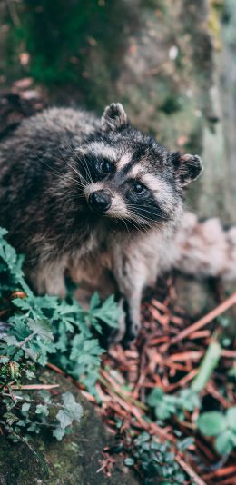 [2436x1125]小浣熊 可爱 野生 苹果手机壁纸图片