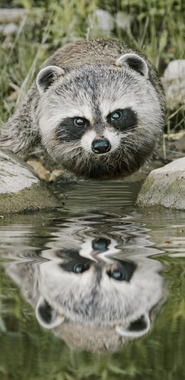 [2436x1125]小浣熊 小熊猫 圆 球 肥胖 河水 苹果手机壁纸图片