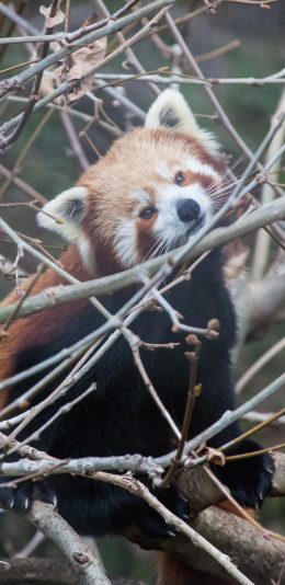 [2436x1125]小浣熊 树枝 交错 方便面 苹果手机壁纸图片