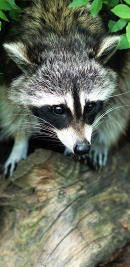 [2436x1125]小浣熊 野生 树干 绿叶 丛林 苹果手机壁纸图片