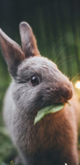 [2436x1125]小灰兔 可爱 长耳朵 草坪 苹果手机壁纸图片