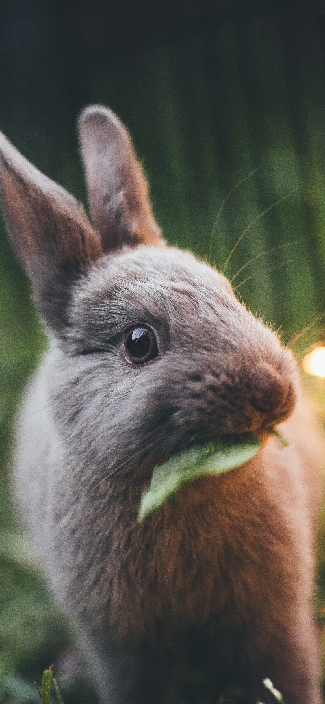 [2436×1125]小灰兔 可爱 长耳朵 草坪 苹果手机壁纸图片