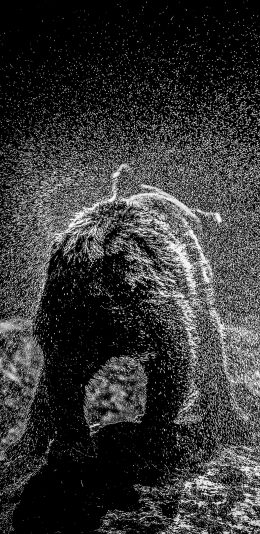 [2436x1125]小熊 背影 甩水 水珠 黑白 苹果手机壁纸图片