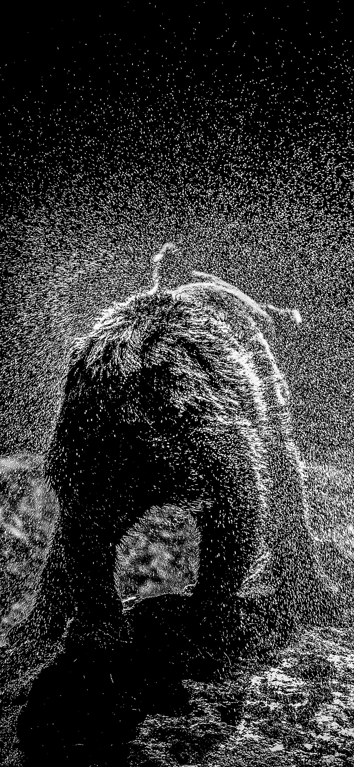 [2436×1125]小熊 背影 甩水 水珠 黑白 苹果手机壁纸图片