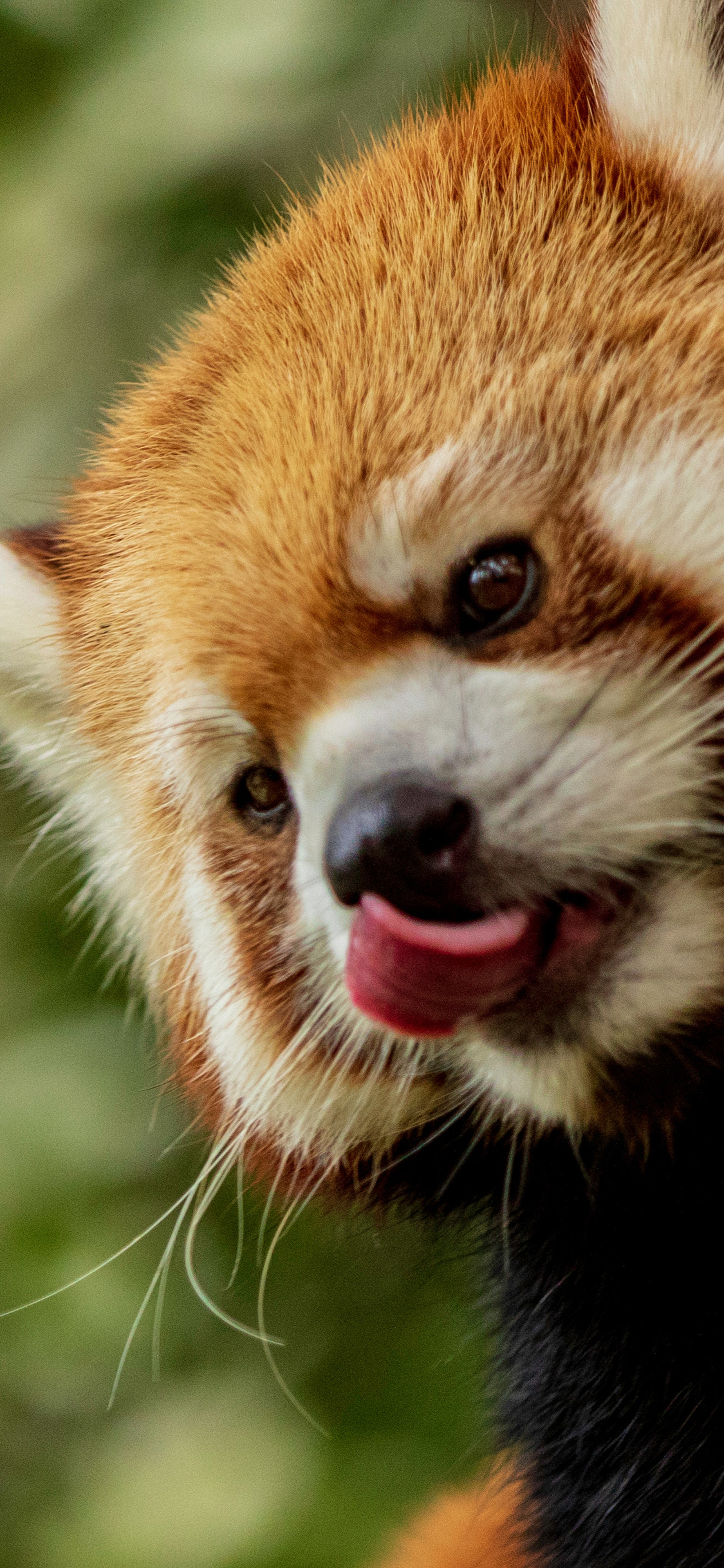 [2436×1125]小熊猫 吐舌 可爱 皮毛 苹果手机壁纸图片