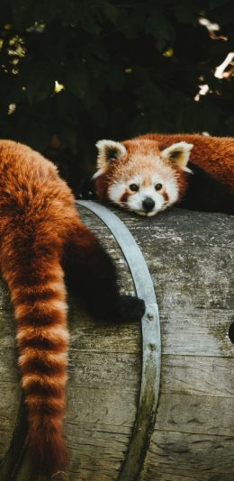 [2436x1125]小熊猫 木桶 皮毛 呆萌 苹果手机壁纸图片