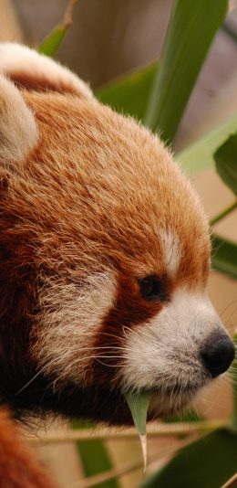 [2436x1125]小熊猫 枝叶 皮毛 竹叶 苹果手机壁纸图片