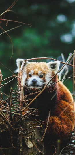 [2436x1125]小熊猫 枯枝 树干 野外 苹果手机壁纸图片