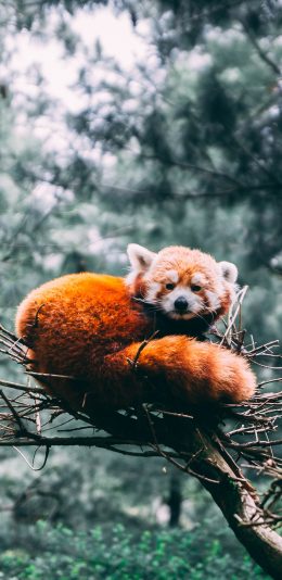 [2436x1125]小熊猫 树木 皮毛 树枝 苹果手机壁纸图片