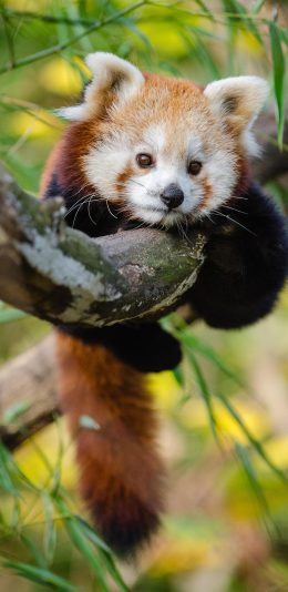 [2436x1125]小熊猫 树枝 尾巴 皮毛 苹果手机壁纸图片