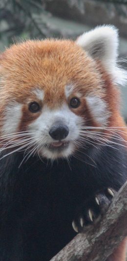 [2436x1125]小熊猫 树枝 爪子 皮毛 苹果手机壁纸图片