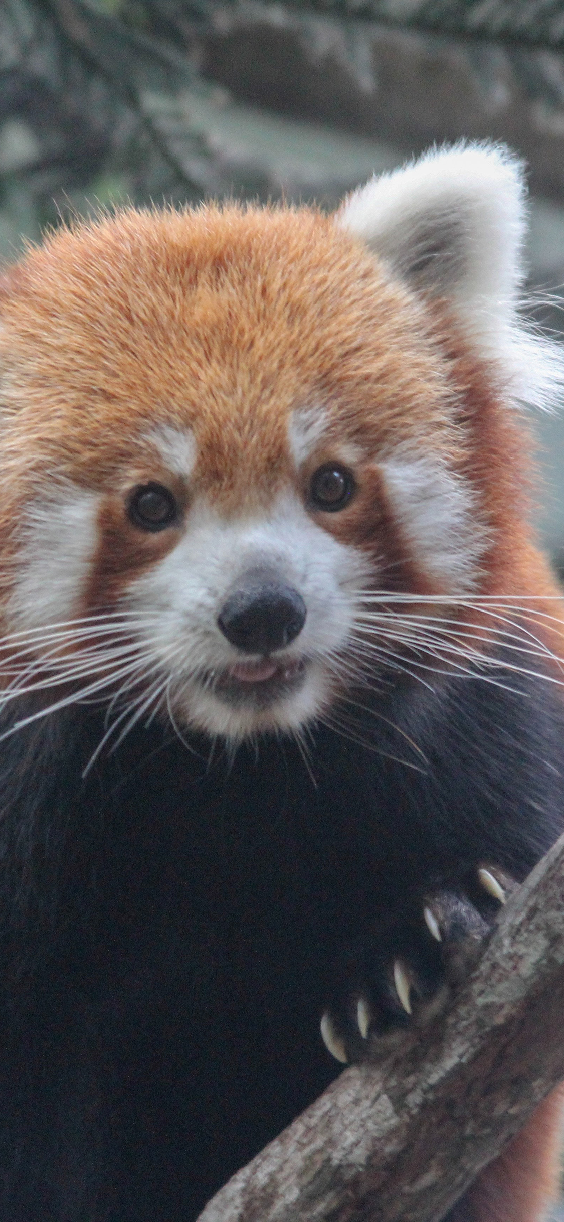 [2436×1125]小熊猫 树枝 爪子 皮毛 苹果手机壁纸图片
