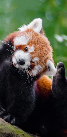 [2436x1125]小熊猫 棕熊 卖萌 眨眼 苹果手机壁纸图片