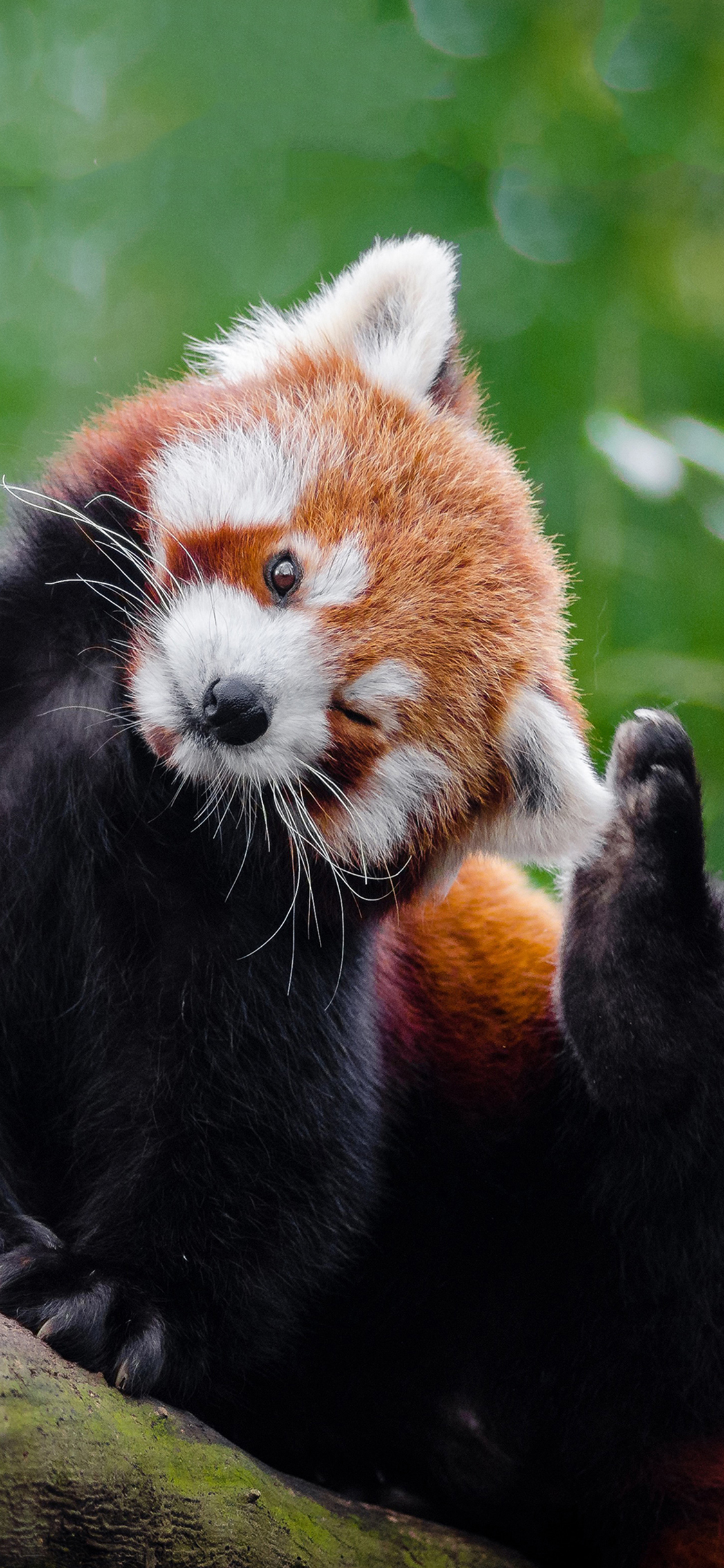 [2436×1125]小熊猫 棕熊 卖萌 眨眼 苹果手机壁纸图片