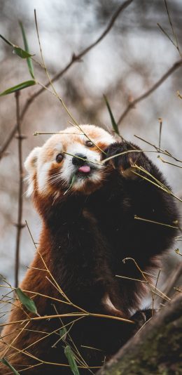 [2436x1125]小熊猫 棕色 可爱 觅食 苹果手机壁纸图片